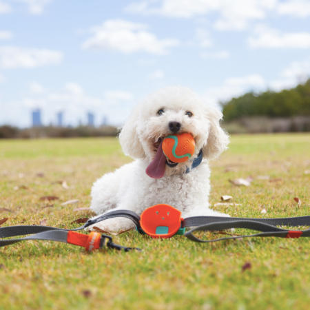 How the Sling Leash Revolutionizes Dog Walks and Fetch