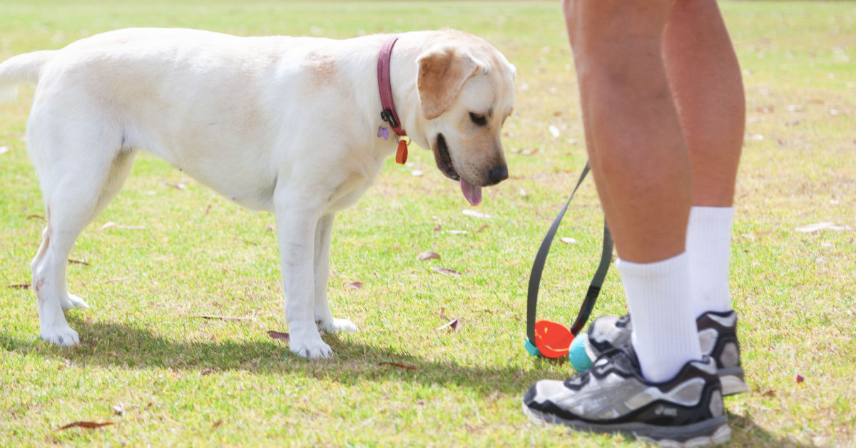 The Easiest and Most Effective Way to Introduce Your Dog to a New Harness