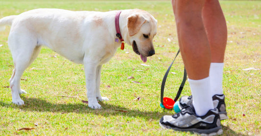 The Easiest and Most Effective Way to Introduce Your Dog to a New Harness