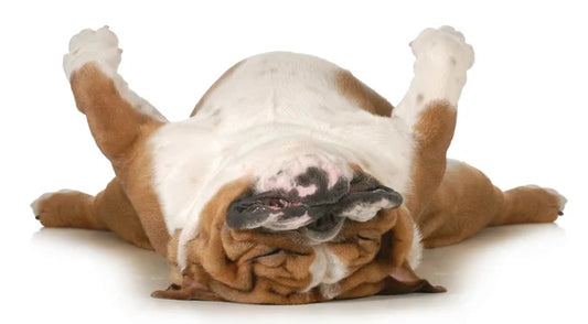 Sling Leash, How to Tire Out a High-Energy Dog in Just 15 Minutes, Dog toy, sling, leash, tired dog
