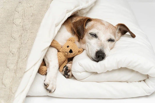 dog sleeping in winter season snuggling