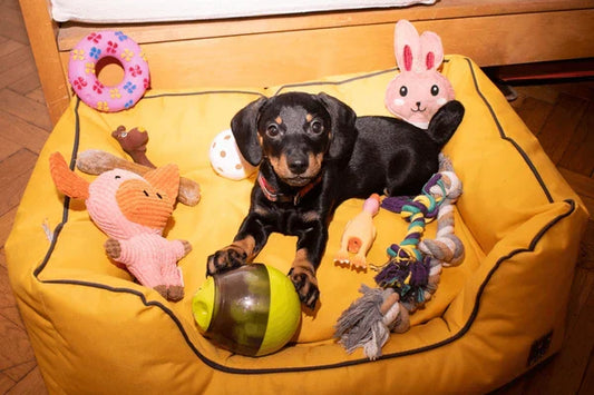 confused dog what toy to choose, choose sling leash