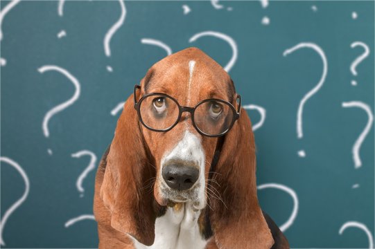 The Ultimate Guide to Understanding Canine Play: Why It's Essential for Your Dog's Well-Being
