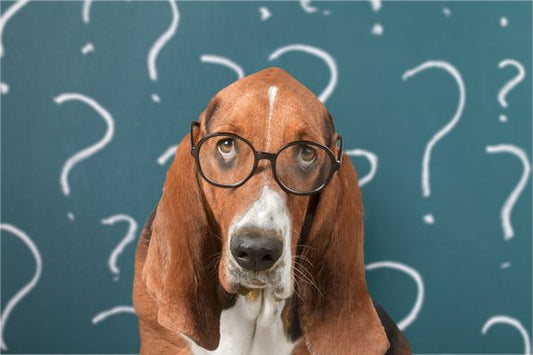The Ultimate Guide to Understanding Canine Play: Why It's Essential for Your Dog's Well-Being